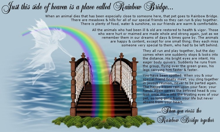 rainbow bridge best friend gif